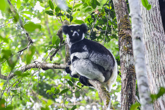 indri, andasibe