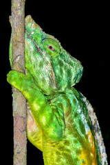 parson’s chameleon, andasibe