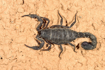 opisthacanthus madagascariensis, andasibe