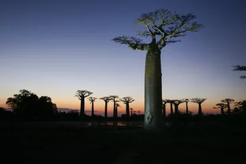 Foto op Canvas baobab avenue, menabe © hakoar