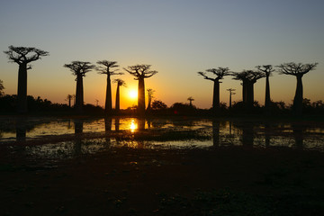 baobab avenue, menabe