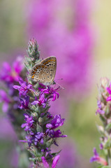 Butterfly on colored background