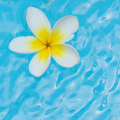 White flower on water