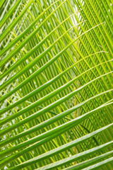 Palm Leave green line composition