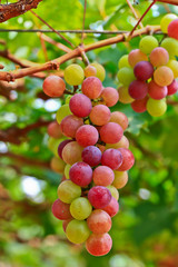 Red grapes.