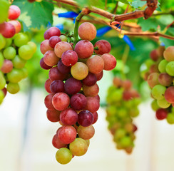 Red grapes.