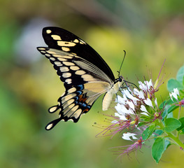 Giant Swallowtail butterfly (Papilio cresphontes) feeding on white wildflowers