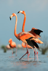 Amerikaanse Flamingo (Phoenicopterus ruber)