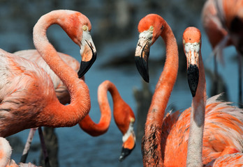 Flamingo (Phoenicopterus ruber)
