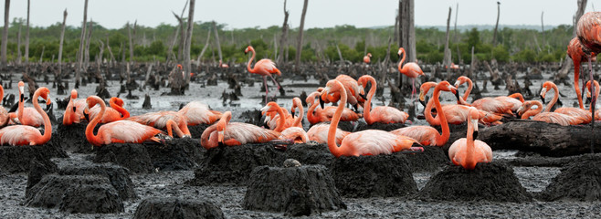 Naklejka premium Flamingo (Phoenicopterus ruber) at nest.