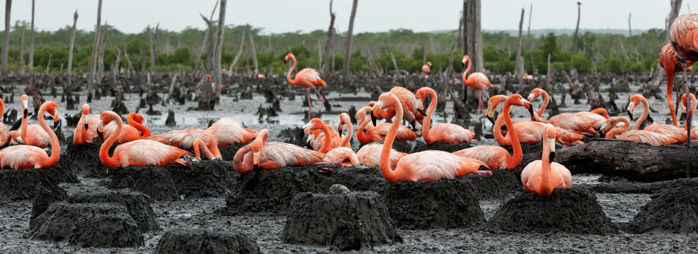 Fototapeta Flamingo (Phoenicopterus ruber) at nest.