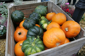 Kürbisse