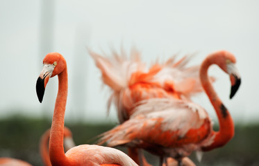 Flamingo (Phoenicopterus ruber)