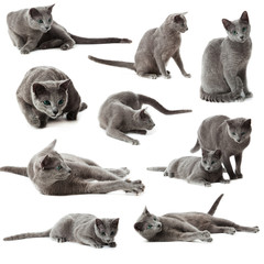 Collection of blue russian cats on  white background. - obrazy, fototapety, plakaty