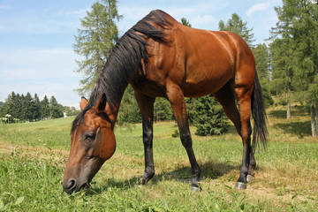 beautiful glossy brown horse grazing the grass
