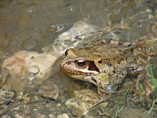 Toad sunbathing in the middle of the pond water