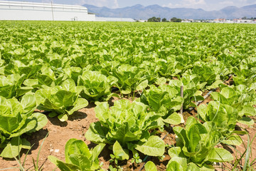 Fototapeta na wymiar healthy lettuce growing in the soil