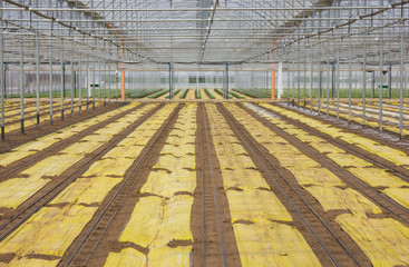 Young plants growing in a very large plant nursery