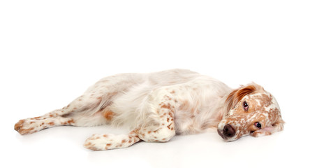Beautiful English setter with brown spots