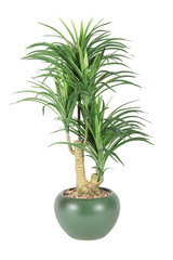 Decorative house plant