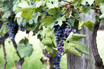 Red wine grapes
