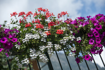 Petunias and geranium