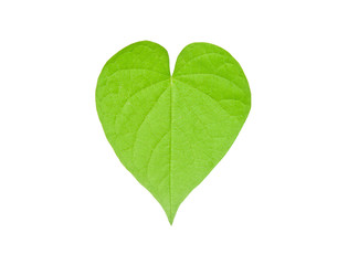 isolated heart leaf