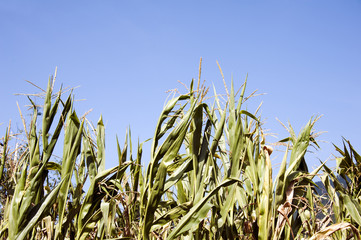 corn plants