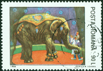 Elephant