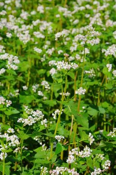 Buchweizen - buckwheat 12