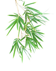 bamboo leaves