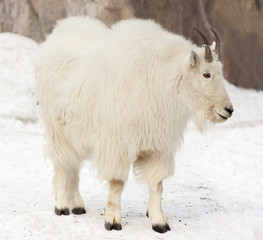 Rocky mountain goat on snow