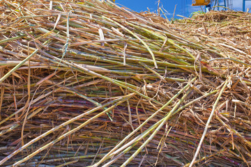 tas de cannes &agrave; sucre