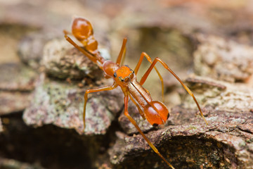 Kerengga ant-like jumper spider