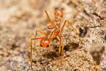 Kerengga ant-like jumper spider