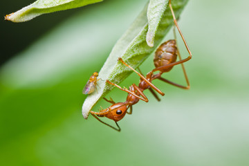 Red Ant and aphid