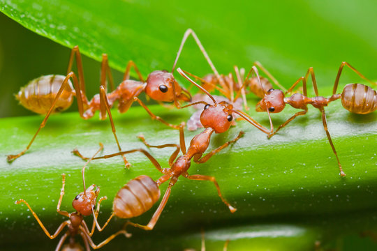 Red Ants and aphid
