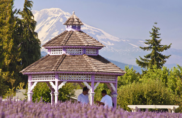 A beautiful lavender farm in hood river