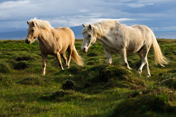 Naklejka na ściany i meble Iceland Horses