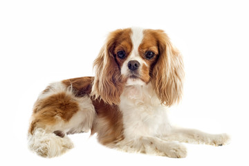 cavalier king charles blenheim