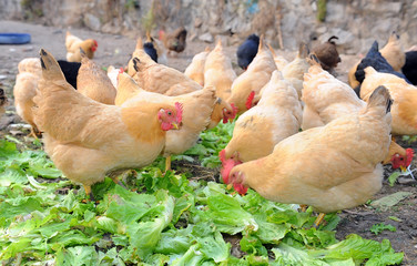 hen on field eating lettuce
