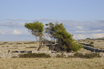 Baum auf Pag, Kroatien