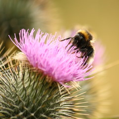 bumblebee lapping its tongue on a milk thistle