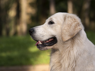 golden © Henryk Olszewski