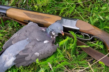 Fototapeten Pigeon and shotgun © Andrei
