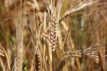 Gerste (Hordeum vulgare)