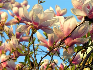 Rolgordijnen Magnolia magnoliaboom in bloei