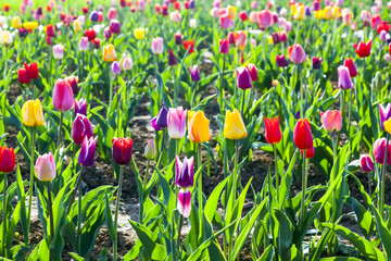 Spring field with blooming colorful tulips