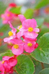 Beautiful Pink flower