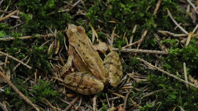 Springfrosch, Rana dalmatina
